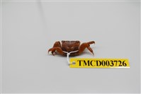 藏品(雙齒近相手蟹)的圖片